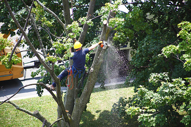 Salisbury, MO Tree Removal Services Company